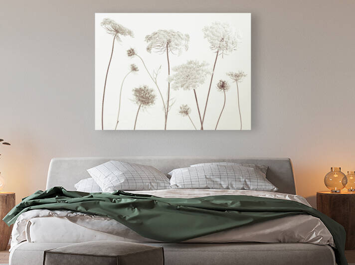 Cow Parsley by Assaf Frank