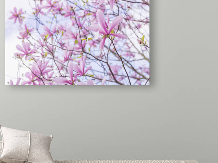 Magnificent Magnolias by Assaf Frank