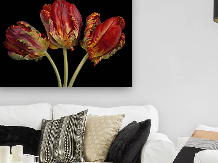 Rococo Tulips by Assaf Frank