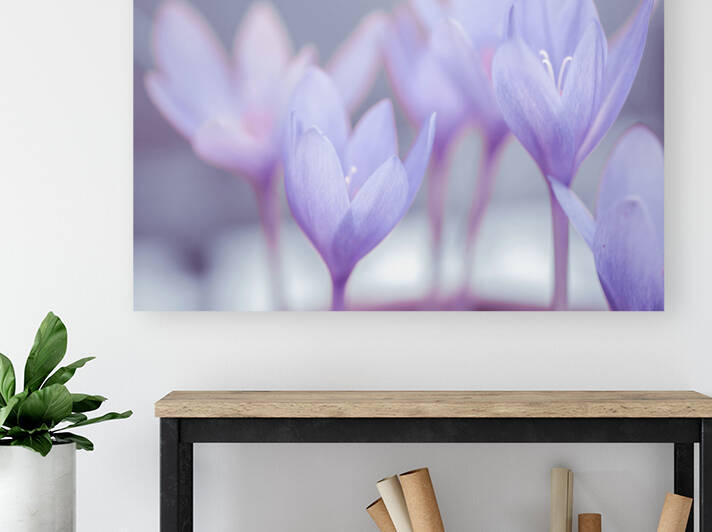 Crocus by Assaf Frank