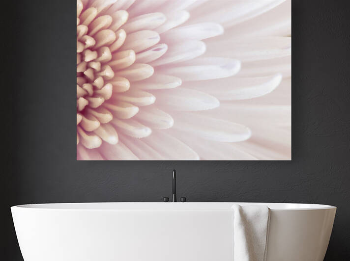 Chrysanthemum Petals Reproduction