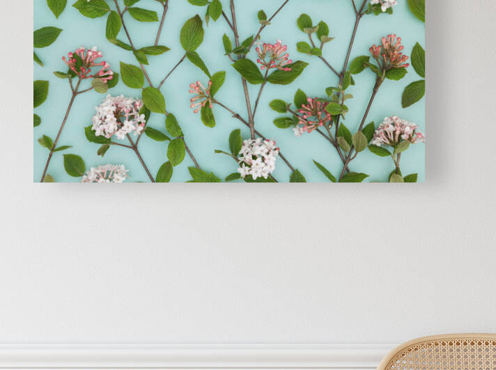 Viburnum Juddii Flowers by Assaf Frank