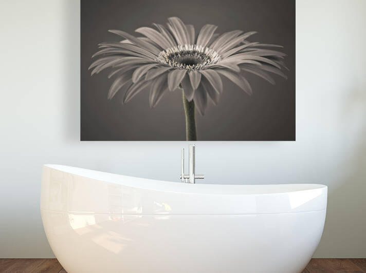 Gerbera flower by Assaf Frank