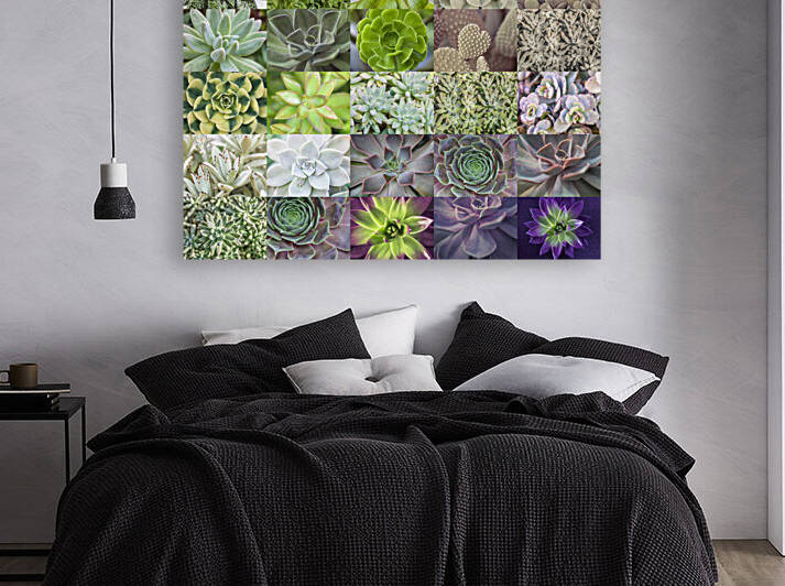 Succulents Collage by Assaf Frank