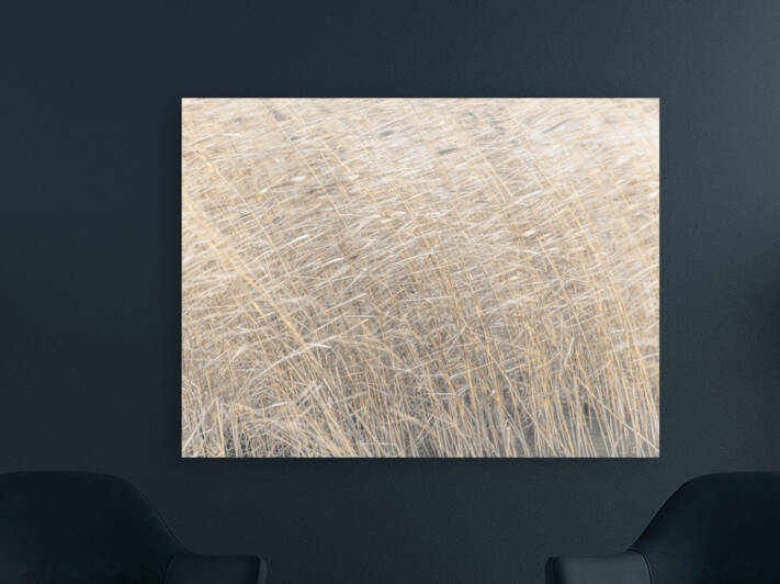 Brown reeds  by Assaf Frank