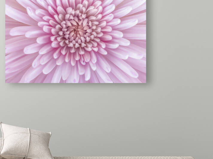 Chrysanthemum Flower Reproduction