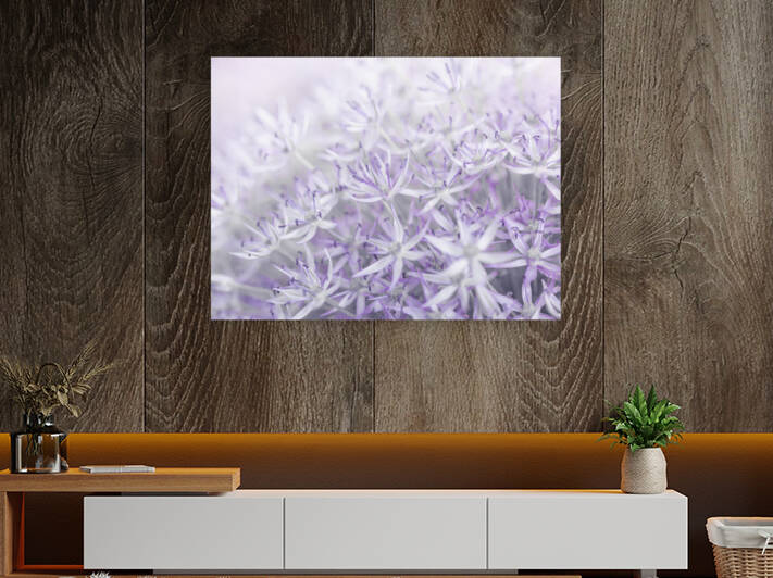 Allium flowers by Assaf Frank