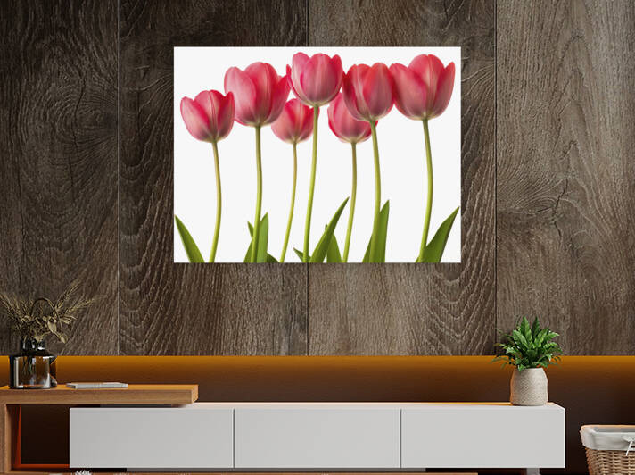 Growing Tulips by Assaf Frank