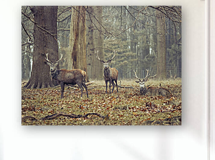 Stags in the forest by Assaf Frank
