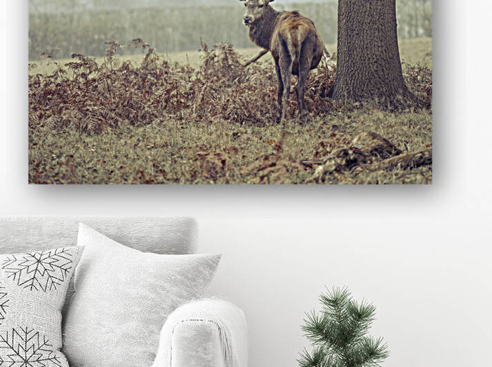 Lone Stag by Assaf Frank