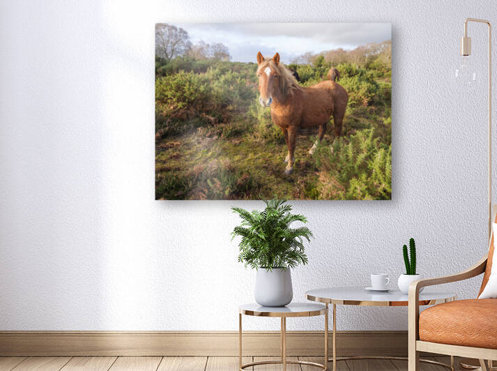 Lone Stag by Assaf Frank
