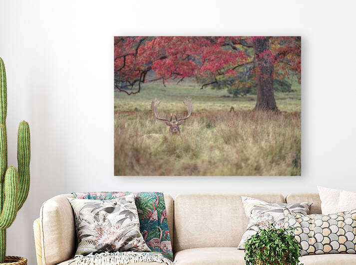 Stag in a field by Assaf Frank