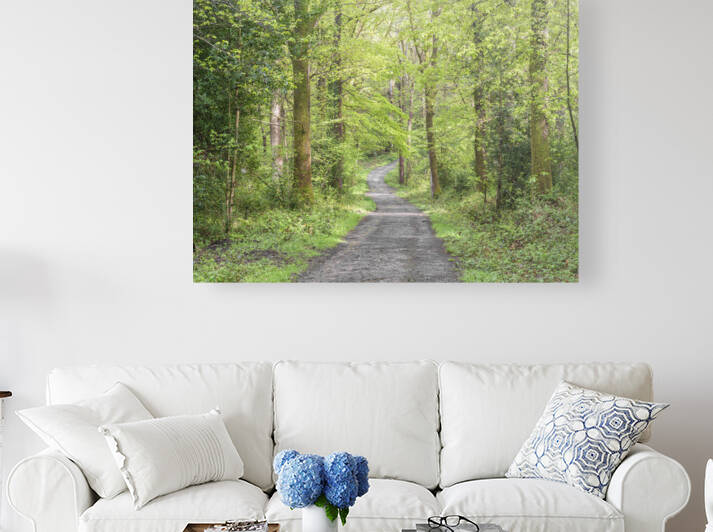 Pathway through forest by Assaf Frank