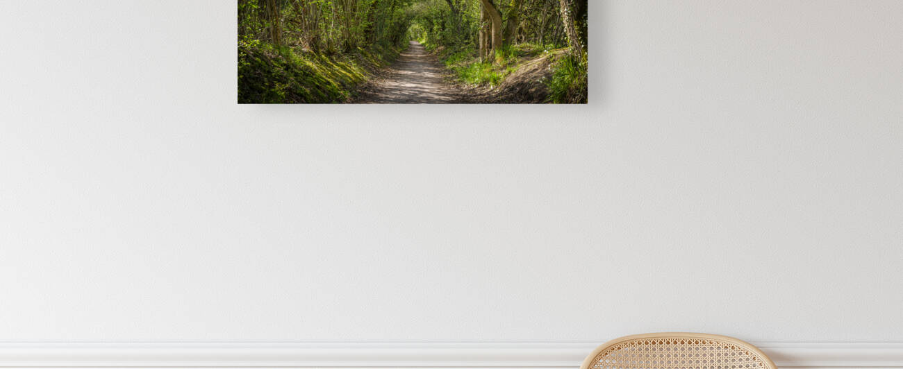 Road through forest Reproduction