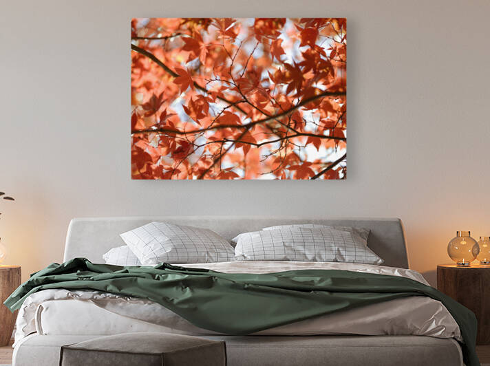 Vibrant Autumn Leaves by Assaf Frank