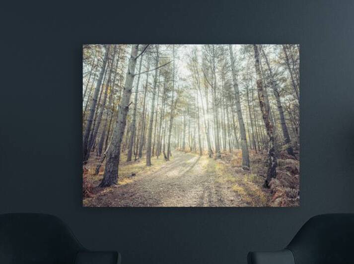 Tranquil Pathway by Assaf Frank