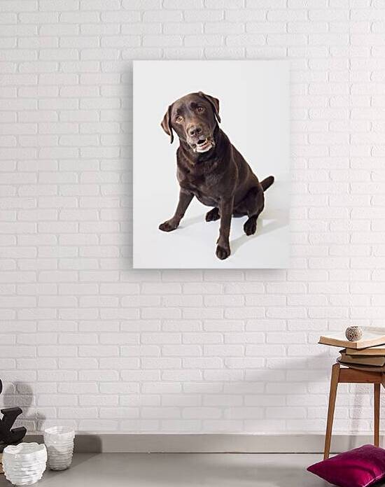 Brown Labrador by Assaf Frank
