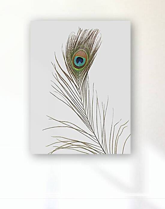Single Peacock feather by Assaf Frank