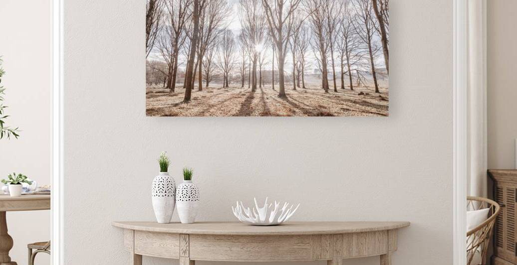 Sun shining through trees by Assaf Frank