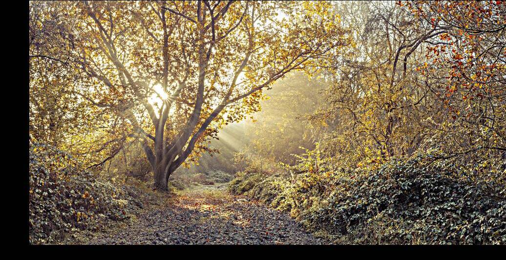 Immersed in Nature by Assaf Frank