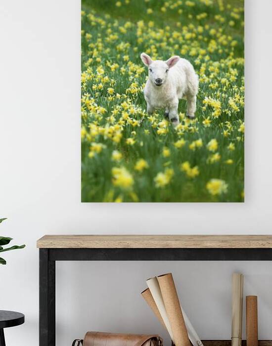 Lamb in a daffodil field by Assaf Frank