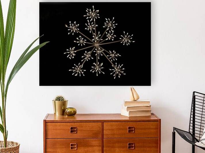 Cow Parsley by Assaf Frank