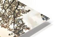 Branches above lake HD Metal print
