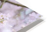 Blossom Bird HD Metal print