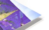 Bench in Lavender field HD Metal print