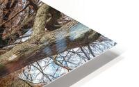 Central Park  HD Metal print