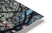 Moon through the Tree HD Metal print