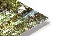 Forest Path HD Metal print