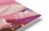 Radiant Dahlia HD Metal print
