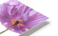Fresh Poppies HD Metal print