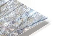 Dense Forest HD Metal print