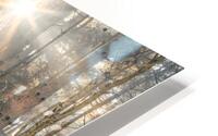 Sun Rays Painting the Forest HD Metal print