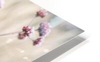 Soft Pink Field Bliss HD Metal print