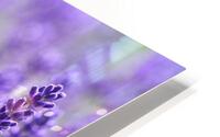 Lavender Dreams HD Metal print
