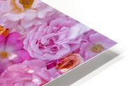 Roses Galore HD Metal print