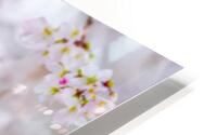 Parrot Among Springtime Blossoms HD Metal print