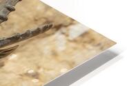 Nubiana Ibex HD Metal print