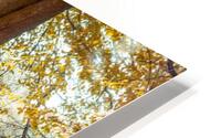 Forest Way HD Metal print