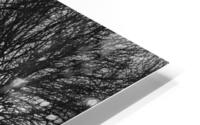 Forest Illumination HD Metal print