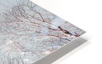Branches Against Sky HD Metal print