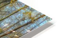 Autumn forest HD Metal print