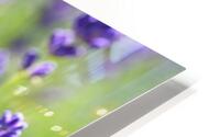 Purple Profusion HD Metal print