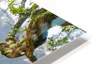 Wild Wanderer HD Metal print