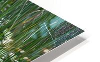 Water Lilies HD Metal print