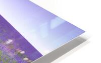 Bench in Lavender field HD Metal print
