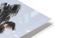 Palm trees HD Metal print